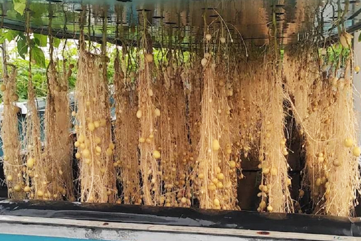 Aeroponics